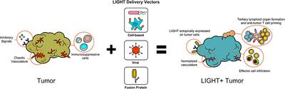 TNFSF14: LIGHTing the Way for Effective Cancer Immunotherapy